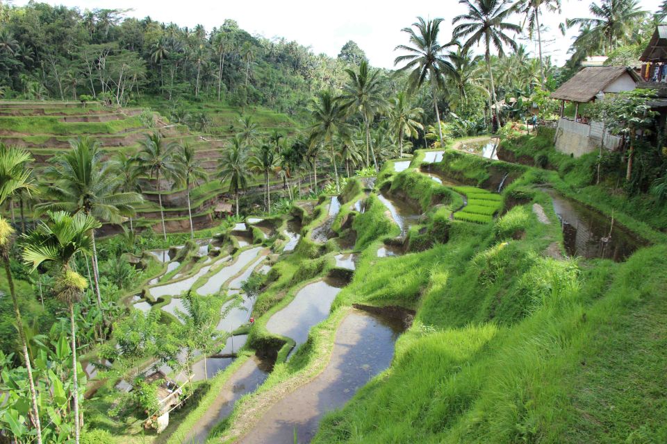 Bali: Ubud Rice Terraces, Temples and Volcano Day Trip - Tour Highlights