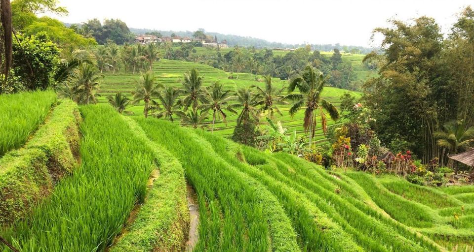 Bali: Ulundanu Temple, Banyumala Waterfall & Rice Terrace - Tour Highlights