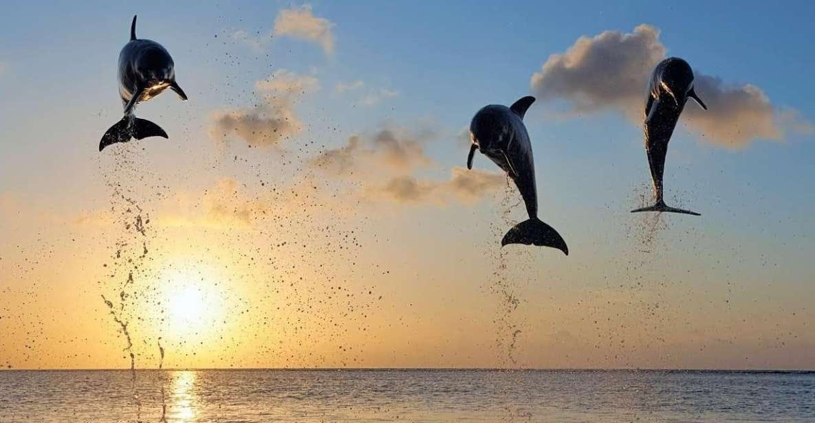 Bali: Watching Dolphin,Snorkeling & Hot Spring - Activity Highlights
