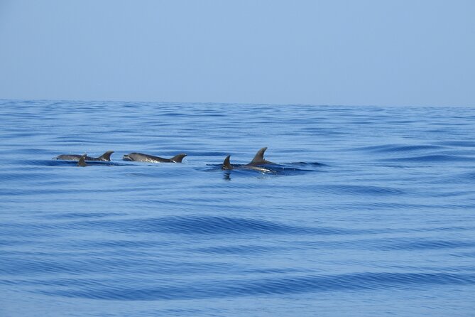 Be Whale Wise - Silent Whale & Dolphin Watching in a Small Group - Cancellation and Refund Policy