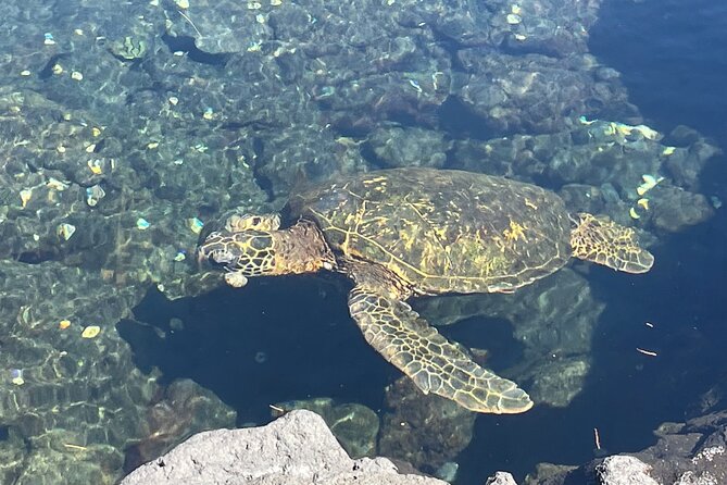 Beach Snorkel - Sea Turtle and Black Sand Lagoon - Guide and Gear