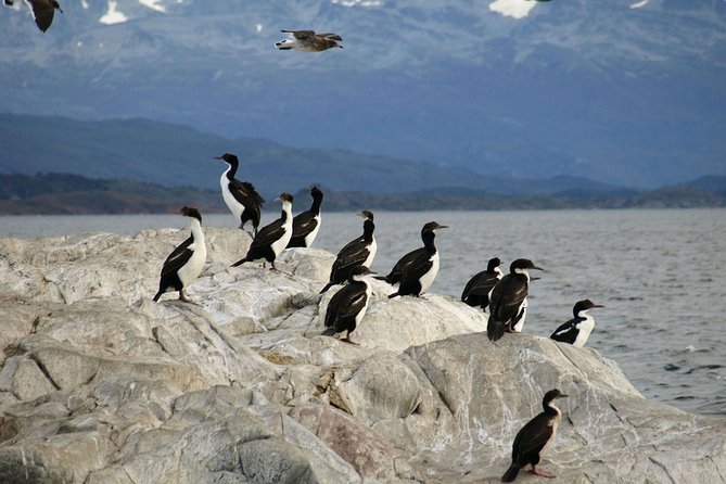 Beagle Channel Sailing Tour: Birds, Seals & Penguins Islands - Informative Guided Tour Insights