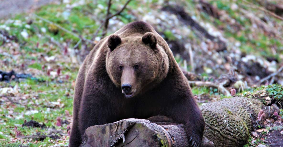 Bear Watching in the Wild Brasov - Inclusions