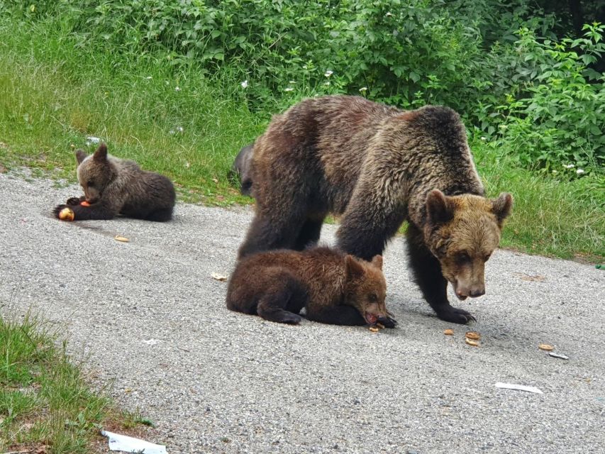 Bears Sanctuary, Bran Castle and Brasov City - Private Tour - Duration and Highlights