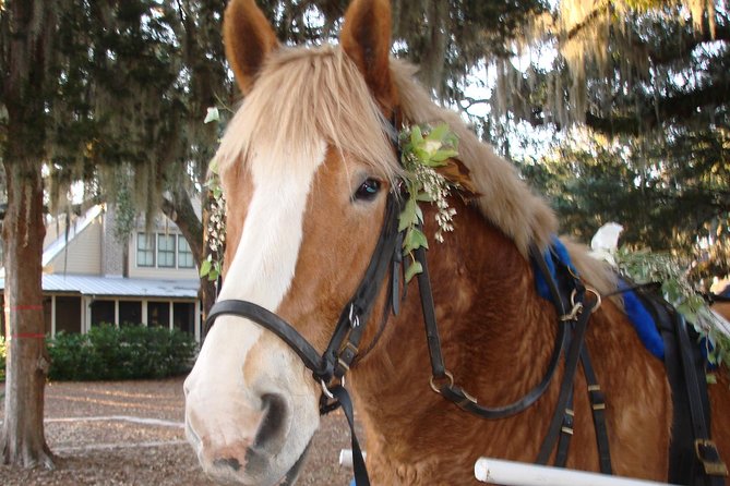 Beaufort Small-Group Historic Horse-Drawn Carriage Tour  - Hilton Head Island - Traveler Experience Highlights