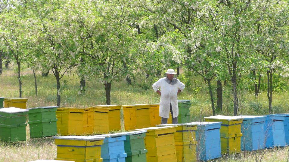 Bees in Romania - Private Beekeeping Lesson and Local Lunch - Beekeeping Lesson Details