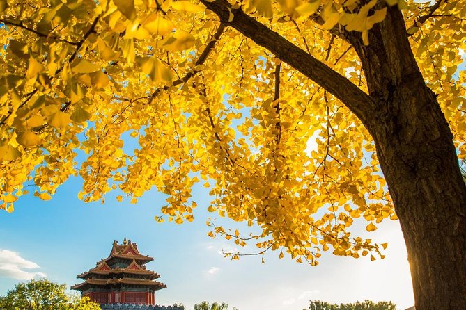 Beijing Layover Tour to Tiananmen Square and Forbidden City - Traveler Reviews