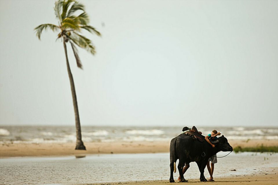 Belém: 2, 3 or 4-Day Marajó Island Excursion With Lodging - Live Guided Tours and Language Options