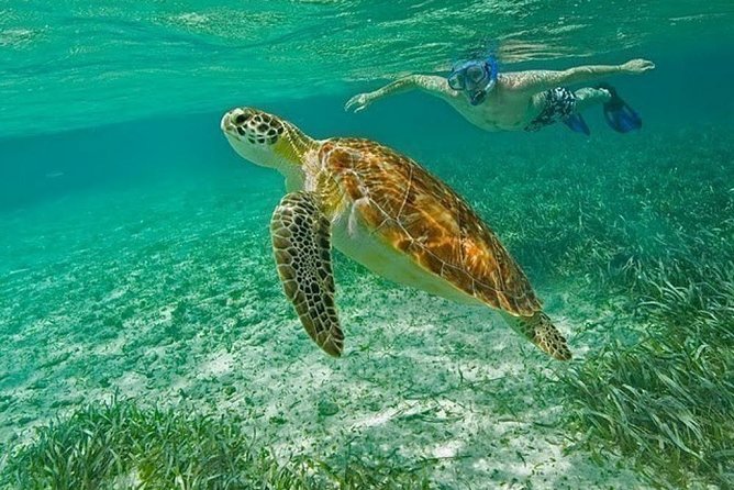 Belize Hol Chan Marine Reserve & Shark Ray Alley Snorkel Tour - Ambergris Caye - Recommendations and Precautions
