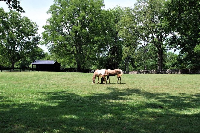 Belle Meade Guided Mansion Tour With Complimentary Wine Tasting - Visitor Reviews and Highlights