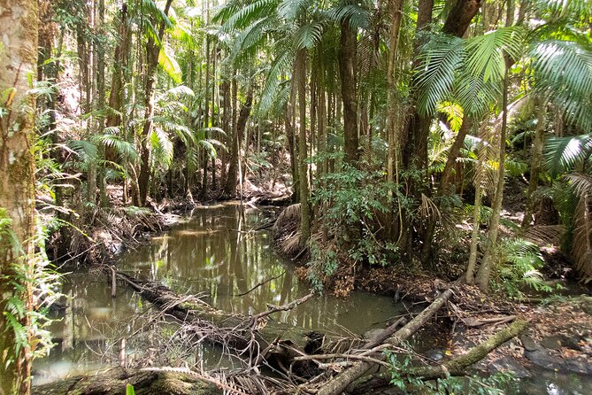 Bellthorpe Rainforest Private Tour - Weather Considerations