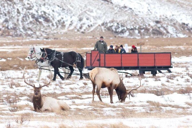 Best of Jackson Hole Wildlife Safari Tour - Traveler Experiences