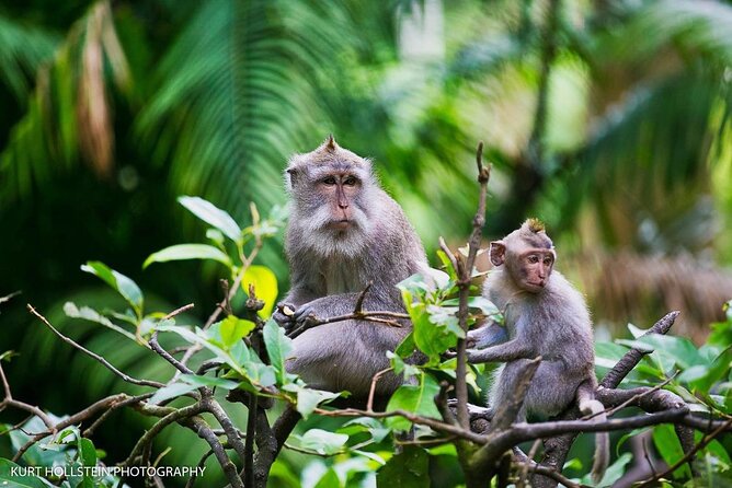 Best of Ubud With Monkey Forest, Rice Terrace, Temple, Waterfall - Pickup and Cancellation Policy