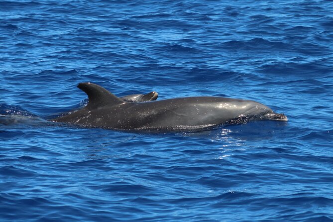 Big Island, Hawaii: Zodiac Snorkel Tour to Kealakekua Bay (Mar ) - Last Words