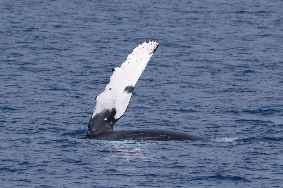 Big Island: Kona Super Raft Whale Watch - Inclusions