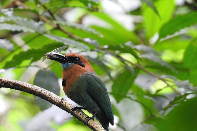 Bijagua De Upala 1-Hour Sloth-Spotting Rainforest Walking Tour (Mar ) - Tour Amenities