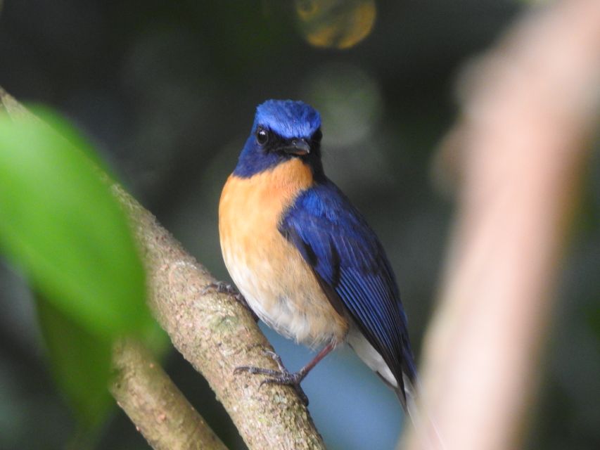 Bird Watching Day Tour - Pick up and Drop From the Hotel - Tour Highlights and Inclusions