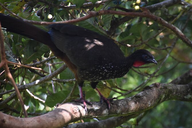 Bird Watching Tour in Monteverde - Additional Details