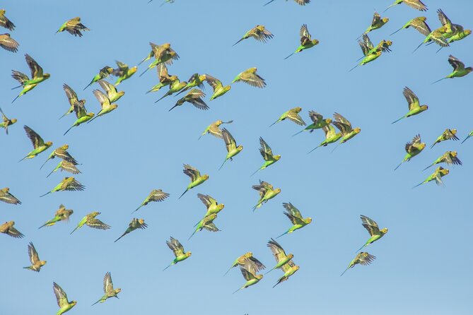 Birds of the Pilbara: Guided Birdwatching Walk, Roebourne  - Karratha - Meeting Point and Time