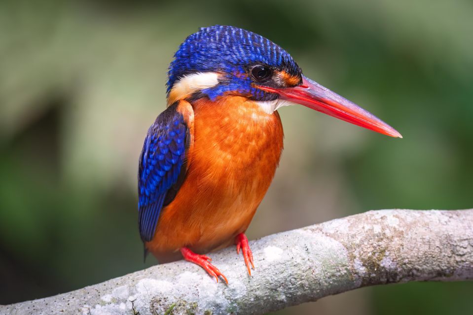 Birdwatching Around Yogyakarta - Yogyakartas Unique Wildlife Perspective