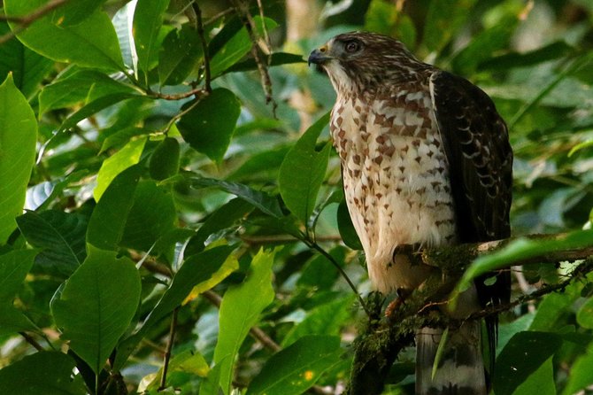 Birdwatching Tour at Mistico Park - Importance of Guided Tours