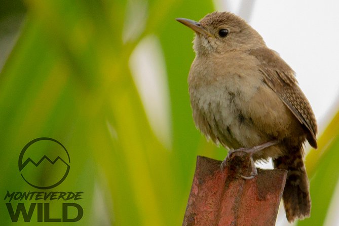 Birdwatching Tour at the Cloud Forest -Monteverde Wild- - Logistics