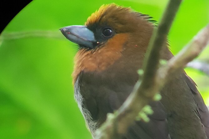 Birdwatching Tour in Monteverde - Customer Testimonials