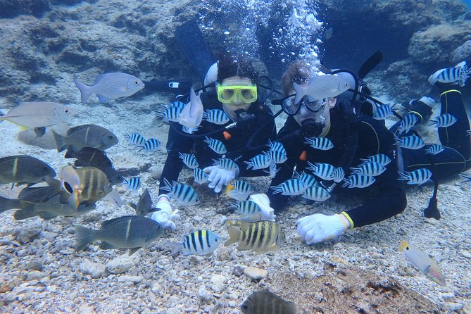 Blue Cave Experience Diving! [Okinawa Prefecture] Feeding & Photo Image Free! English, Chinese Guide - Additional Information