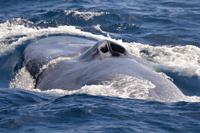 Blue Whale Perth Canyon Expedition - Booking and Cancellation Policy