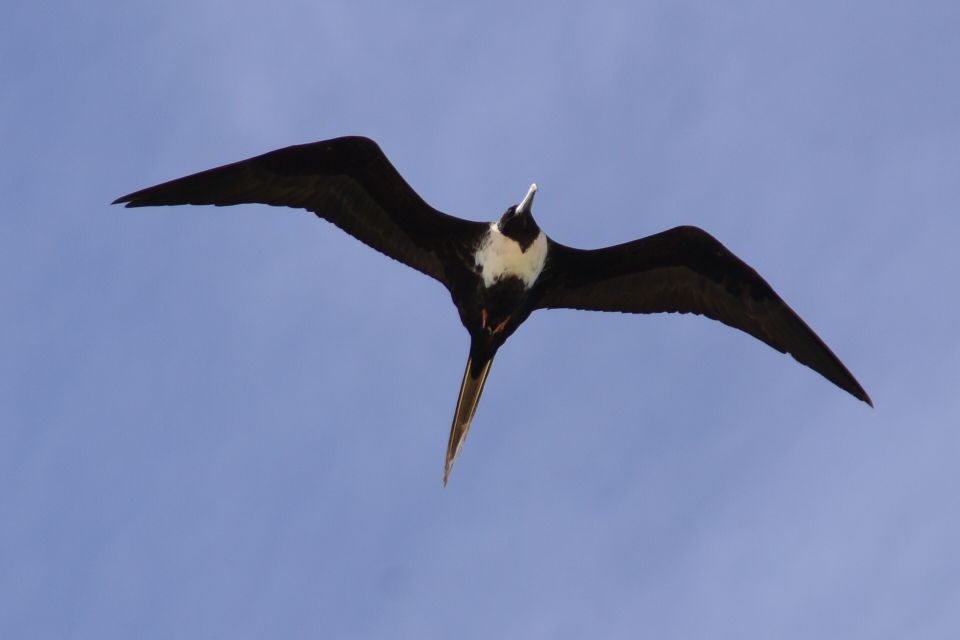 Boa Vista: Bird Watch Expedition in Natural Environment - Experience Highlights