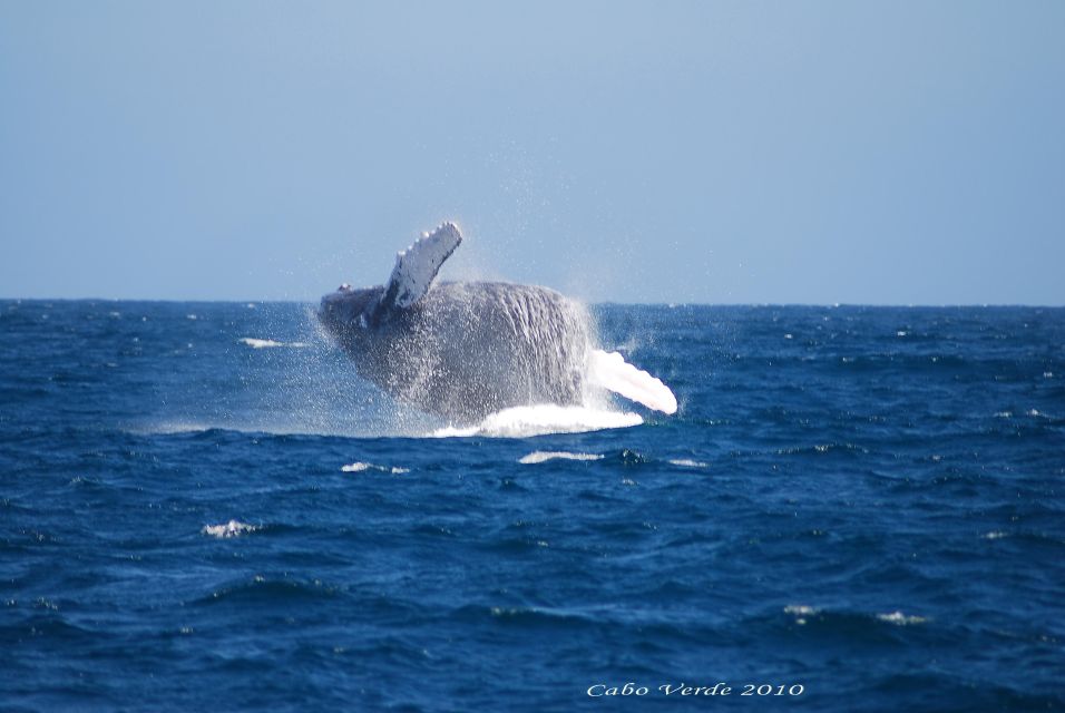 Boa Vista: Whale Watching Expedition - Full Description