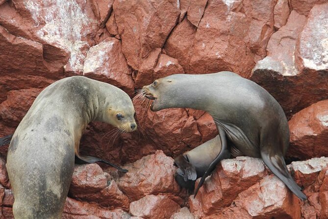 Boat Tour of the Ballestas Islands in Paracas - Wildlife Encounters