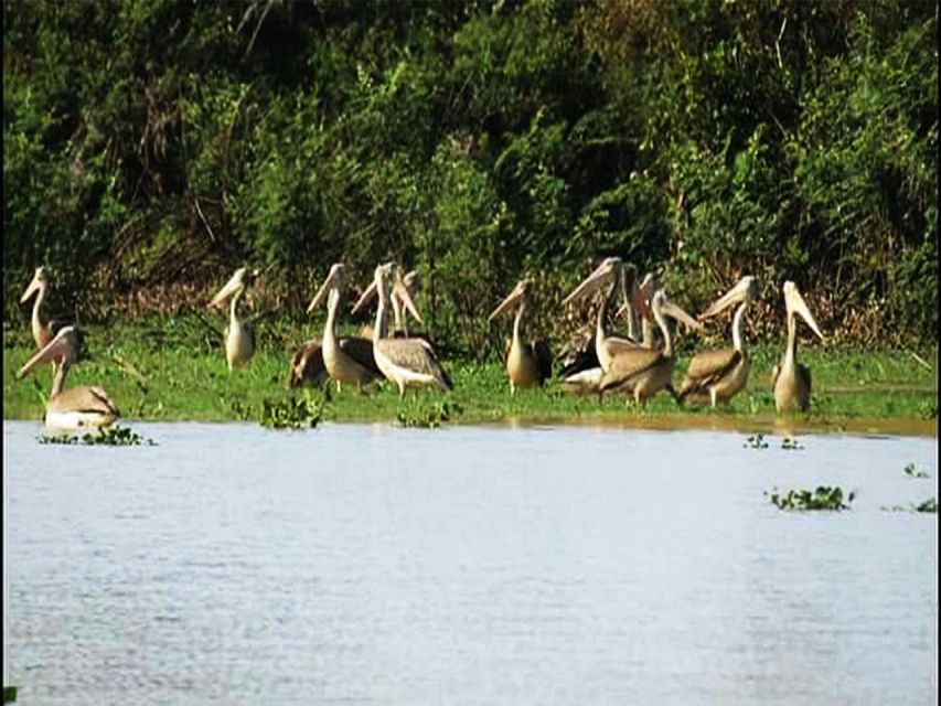 Boeng Peariang Bird Sanctuary in Siem Reap - Starting Location and Return