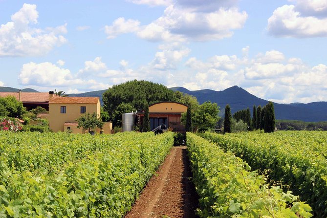 Bolgheri: Sensorial Wine Tasting With Winery Tour - Guided Tasting With Aroma Kit