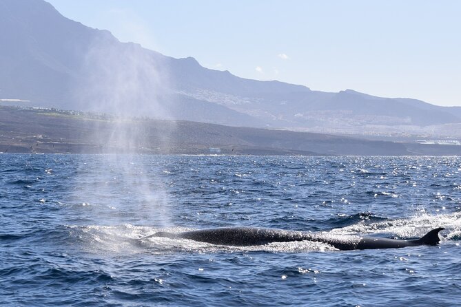 Bonadea II Ecological Whale Watching, 2 Hours - Traveler Experience Highlights