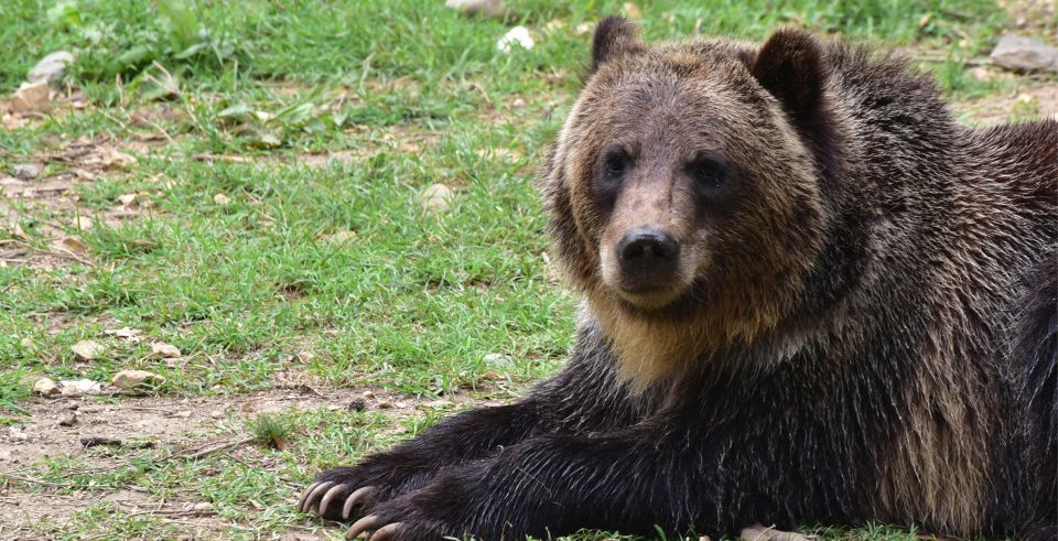 Bran: Private Guided Tour Dracula's Castle & Bear Sanctuary - Booking Benefits