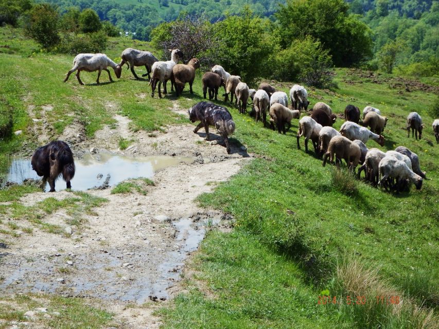 Bucharest: Slanic Salt Mine & Carpathian Mountains Day Tour - Tour Highlights