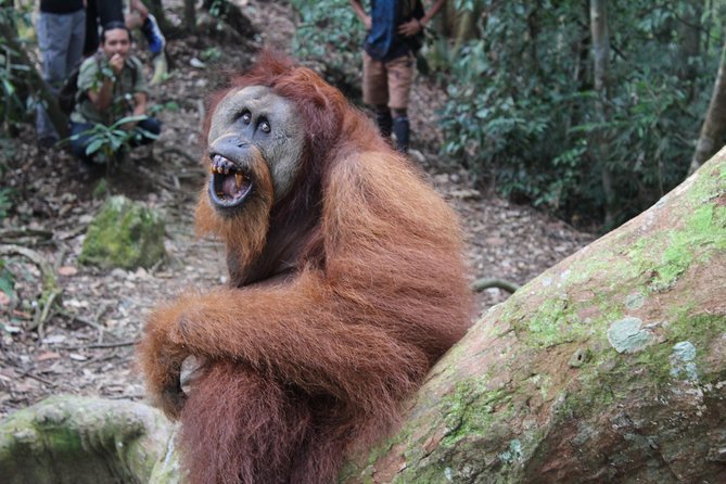 Bukit Lawang Full Day Jungle Trek - Traveler Restrictions and Recommendations