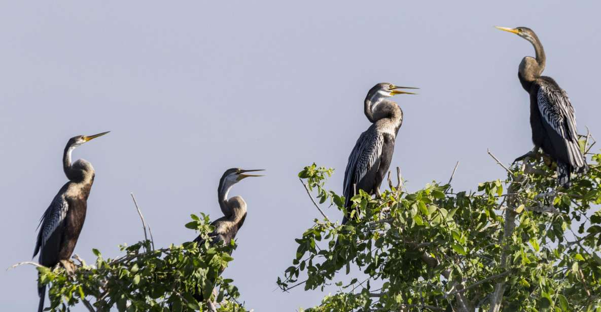 Bundala National Park: 3-Hour Morning or Evening Safari - Wildlife Encounters