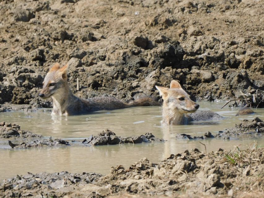 Bundala Safari Tour From Hambantota Port (Shore Excursion) - Pickup and Drop-off Locations