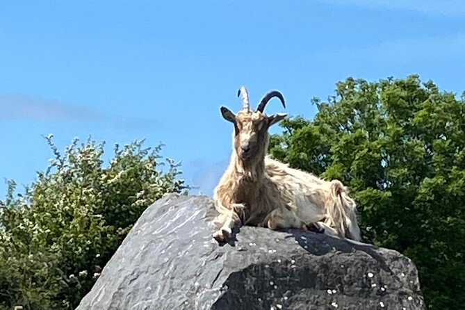 Burren Nature Sanctuary - Wildlife and Flora Exploration