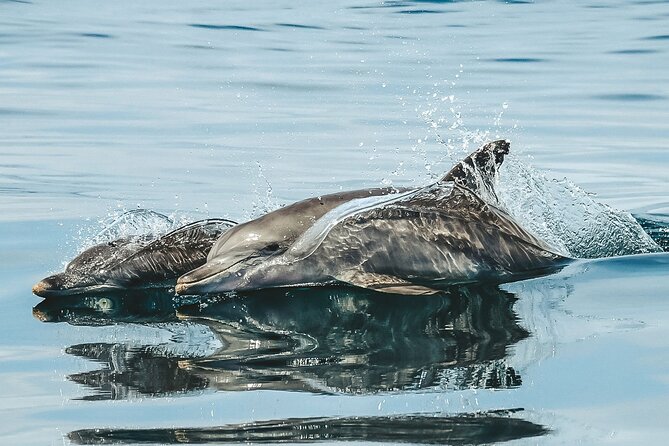 Byron Bay Dolphin Tour - Ocean Safari - Meeting and Pickup Details