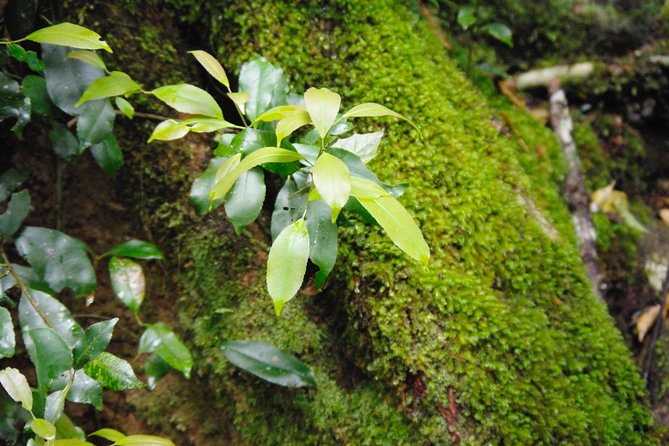 Byron Bay Hinterland Tour Including Rainforest Walk to Minyon Falls - Logistics and Meeting Point