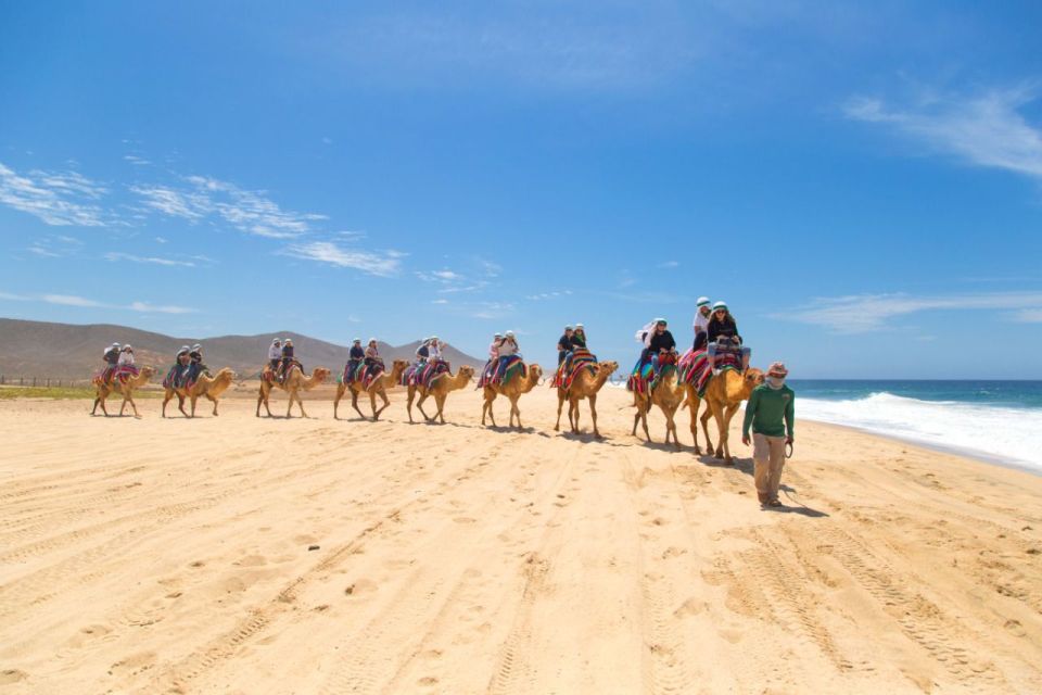 Cabo Beach: Desert Camel Tour With Mega Burrito & Tequila - Review Summary