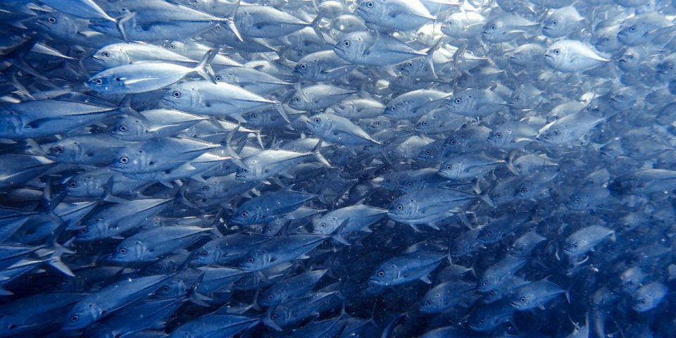 Cabo Pulmo Snorkeling - Guided Snorkeling Experience Highlights