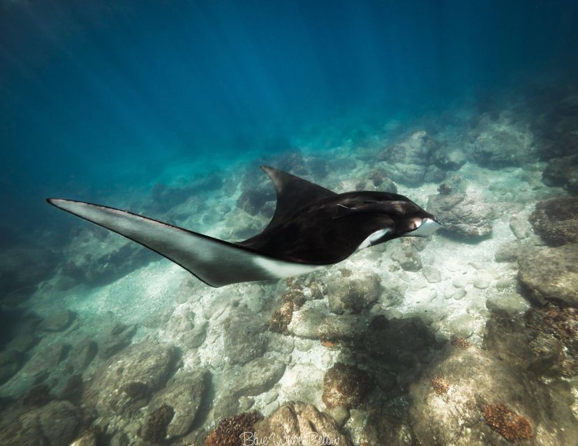 Cabo San Lucas: Big Marine Animal Safari Adventure - Local Guide Expertise