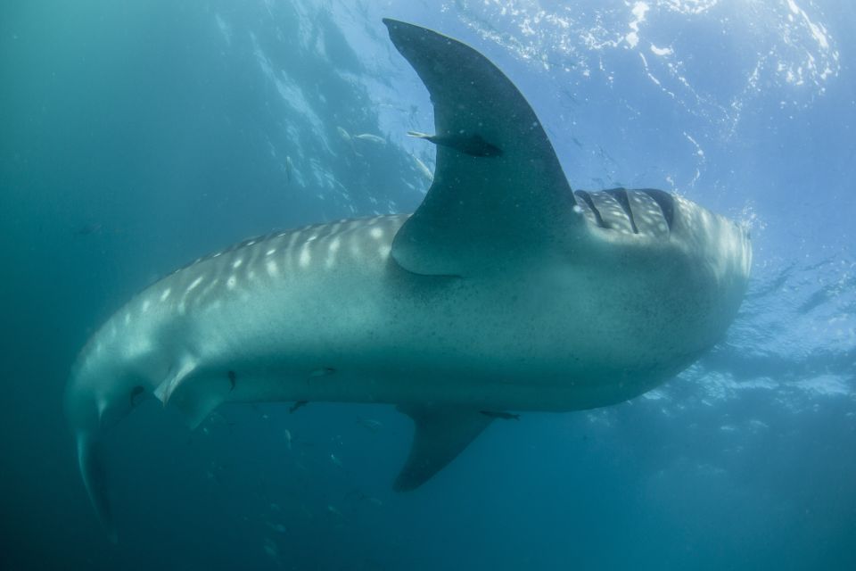 Cabo San Lucas: Full-Day Whale Shark Swimming Experience - Activity Description