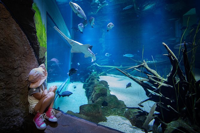 Cairns Aquarium Admission Ticket - Reviews