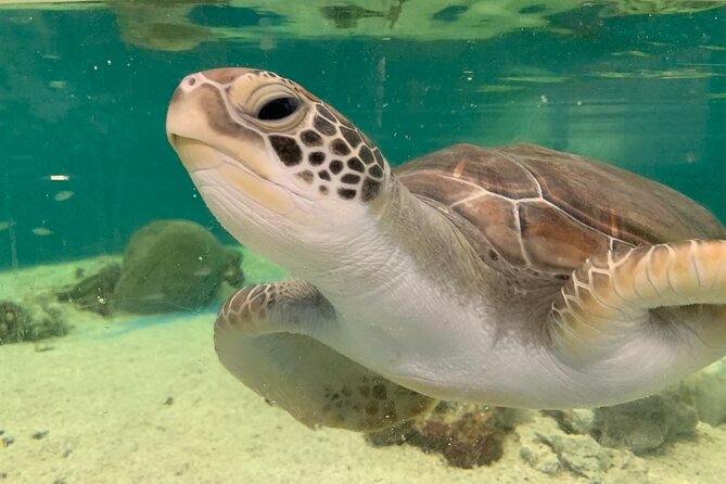 Cairns Aquarium Marine Life Encounter Ticket - Additional Information Resources