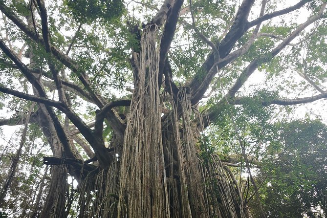 Cairns Hidden Gems, Historic Village Herberton and Tableland - Lake Barrine Boat Cruise